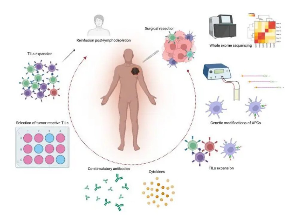 TIL Therapy Uncovered: A New Frontier in Cancer Immunotherapy